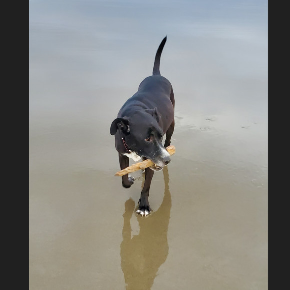 Oliver thumbnail 6