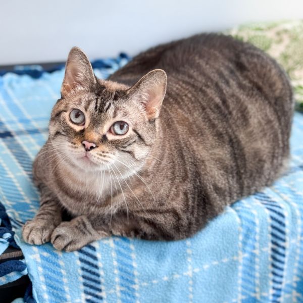 Stella