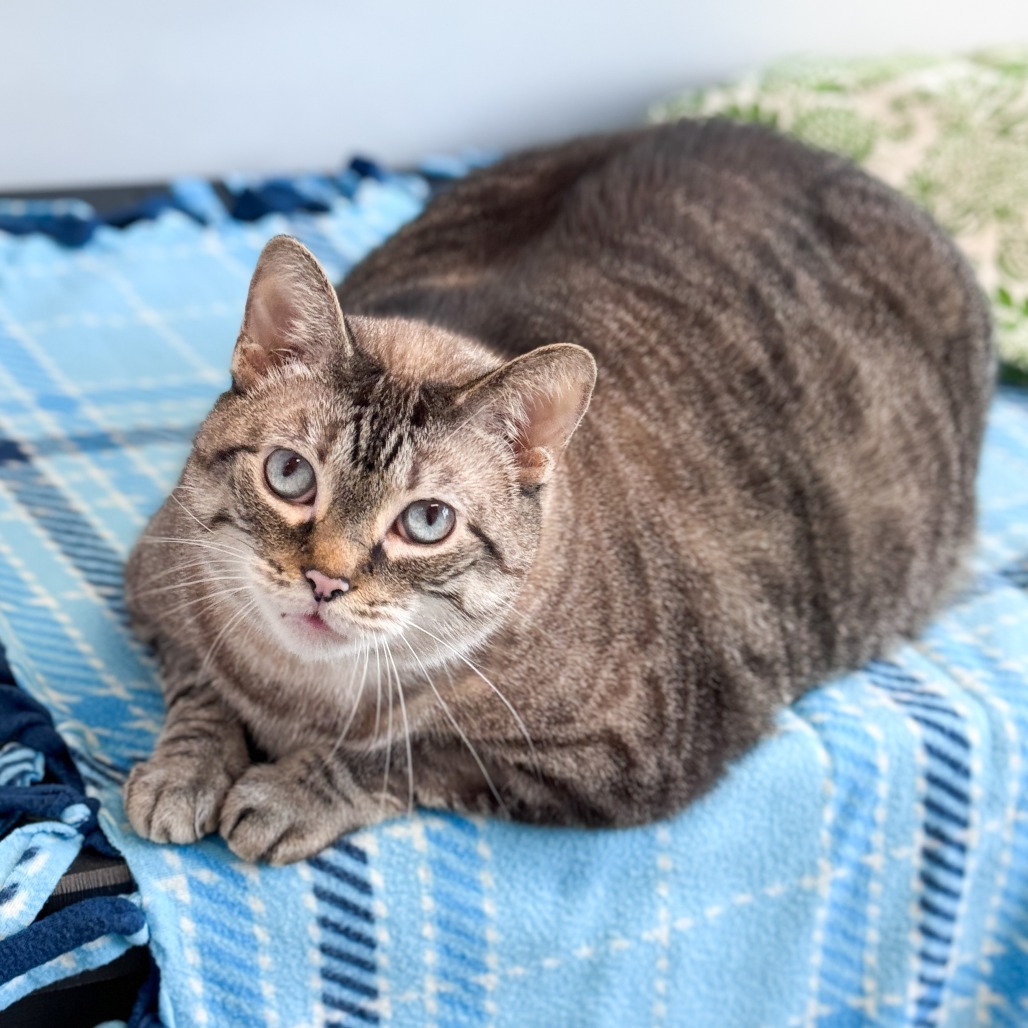Stella