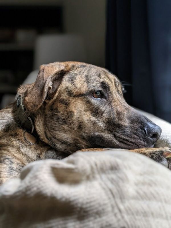 Arlo