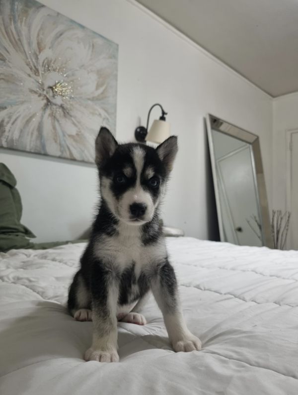 Mochi thumbnail 2