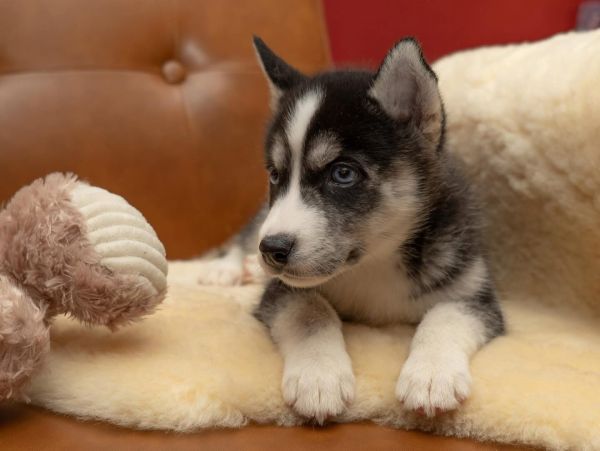 Mochi thumbnail 3