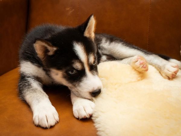 Mochi thumbnail 4