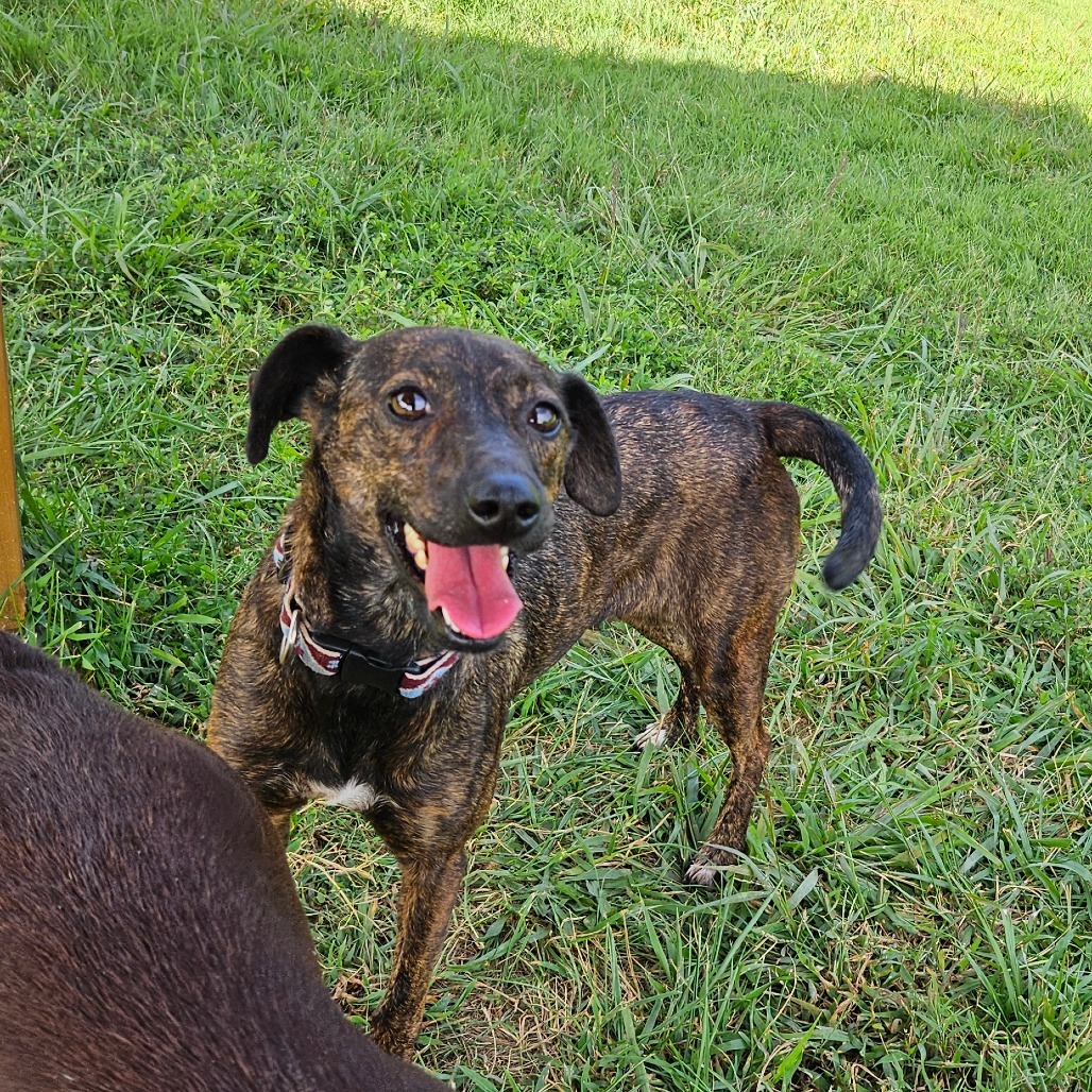 Trixie
