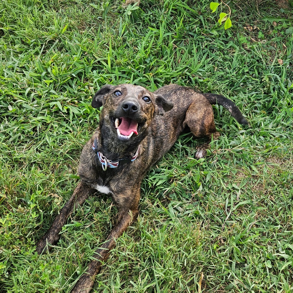 Trixie