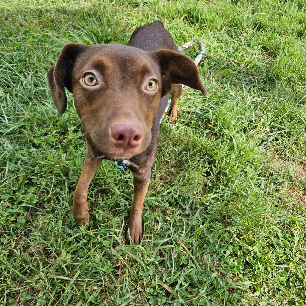 Hera