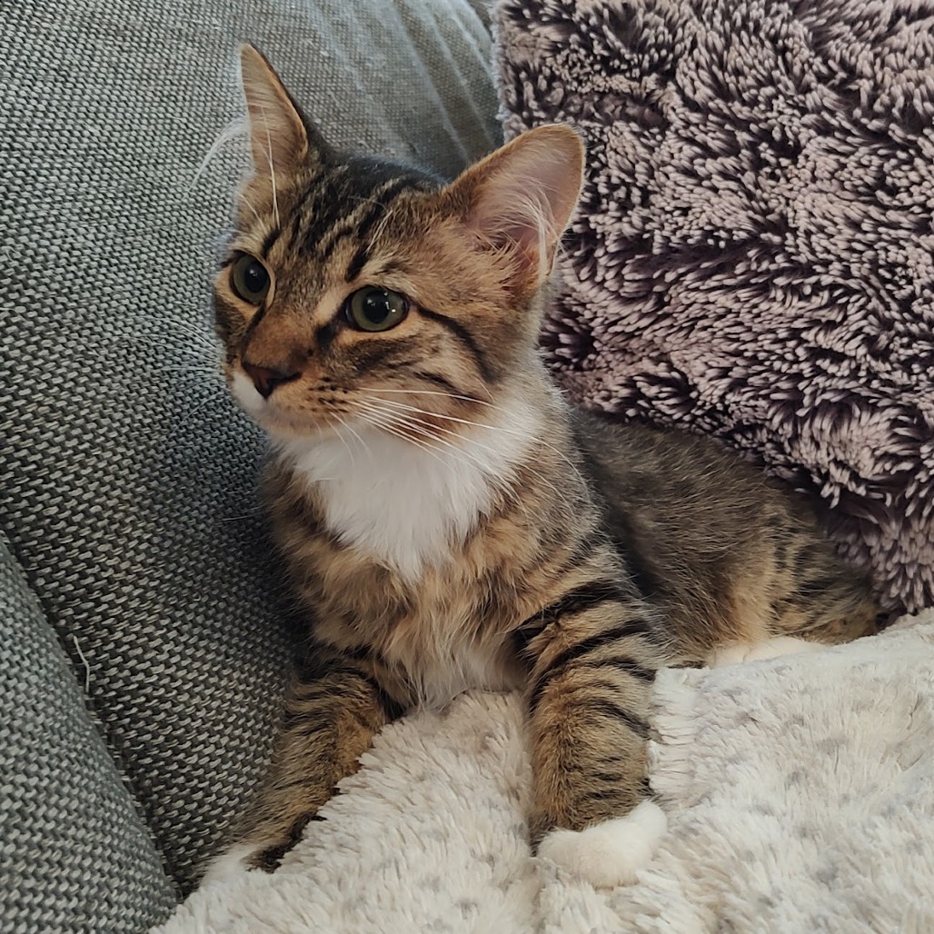 Lando
