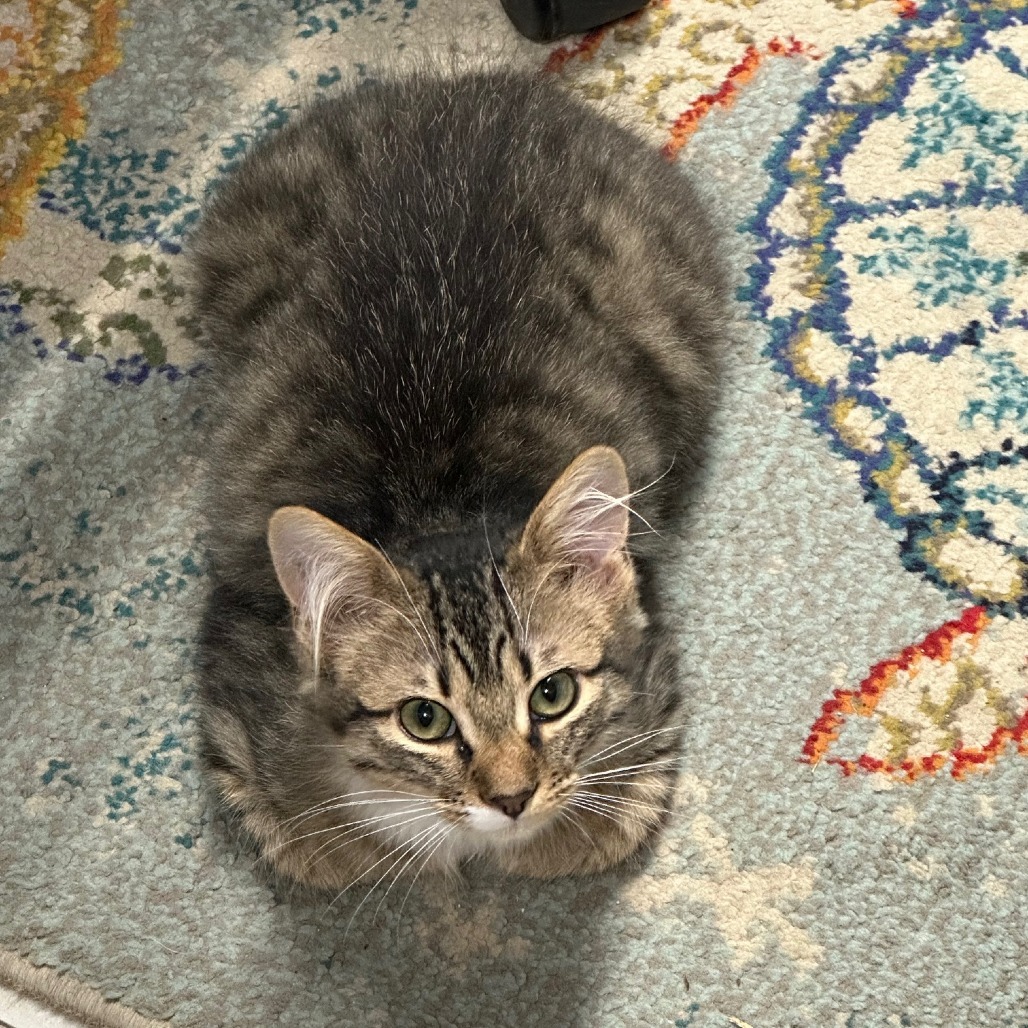 Lando