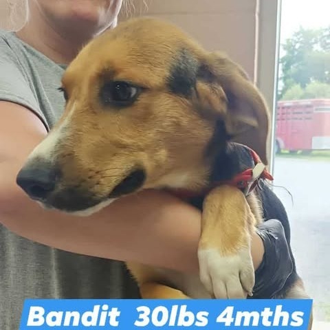 Bandit