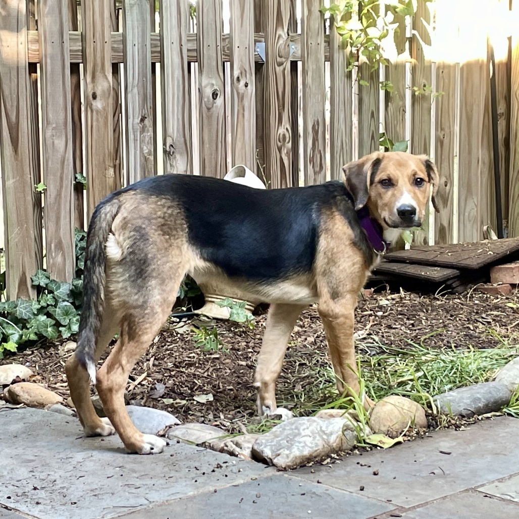 Bandit
