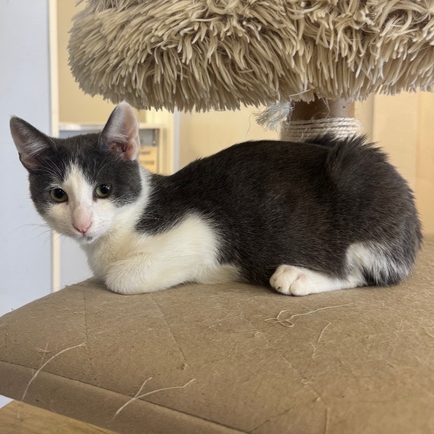 Griffin C000-398 - Claremont Location
