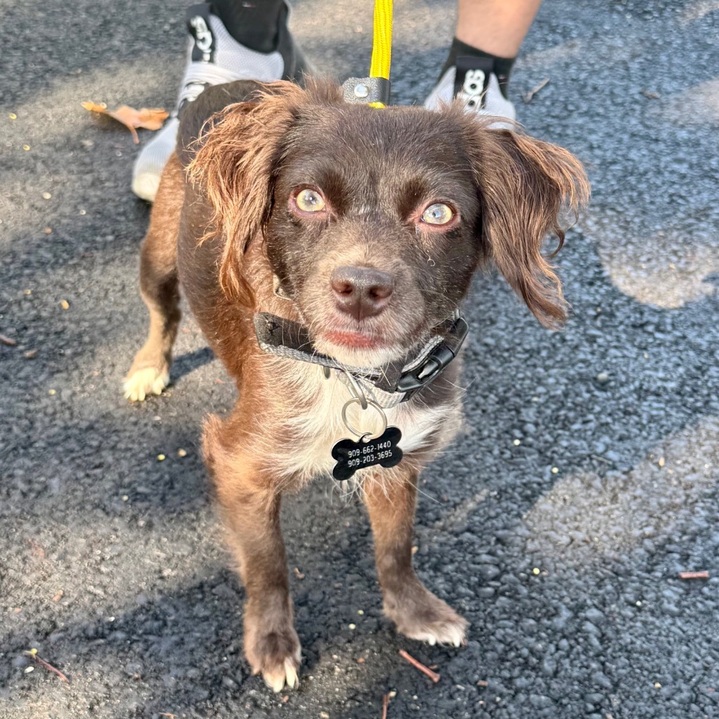 Jules(14)- Chino Hills Location