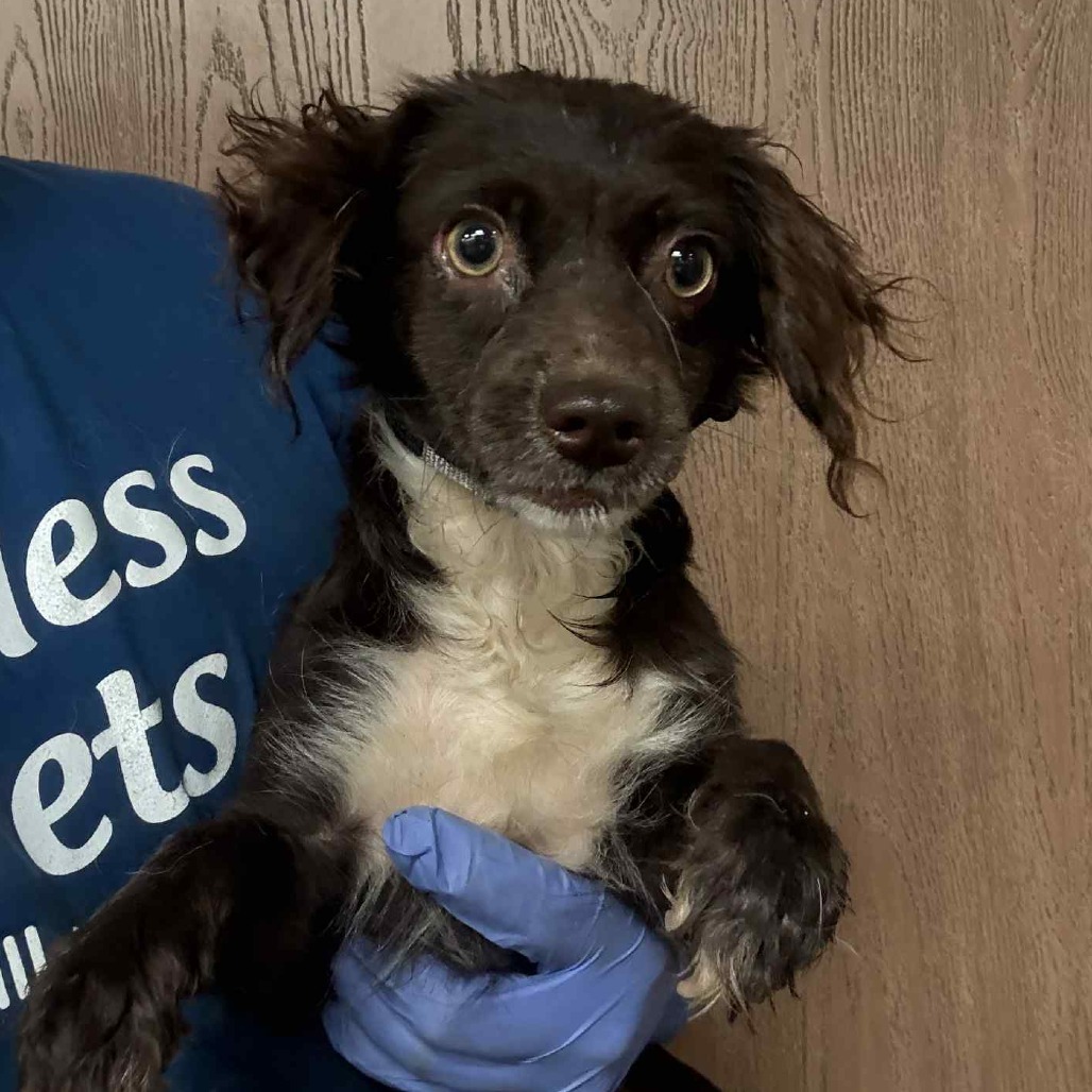 Jules(14)- Chino Hills Location