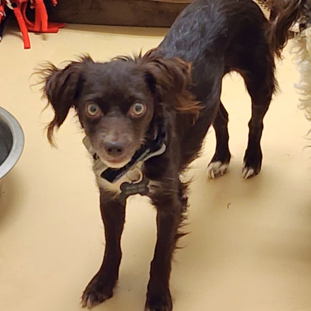 Jules(14)- Chino Hills Location