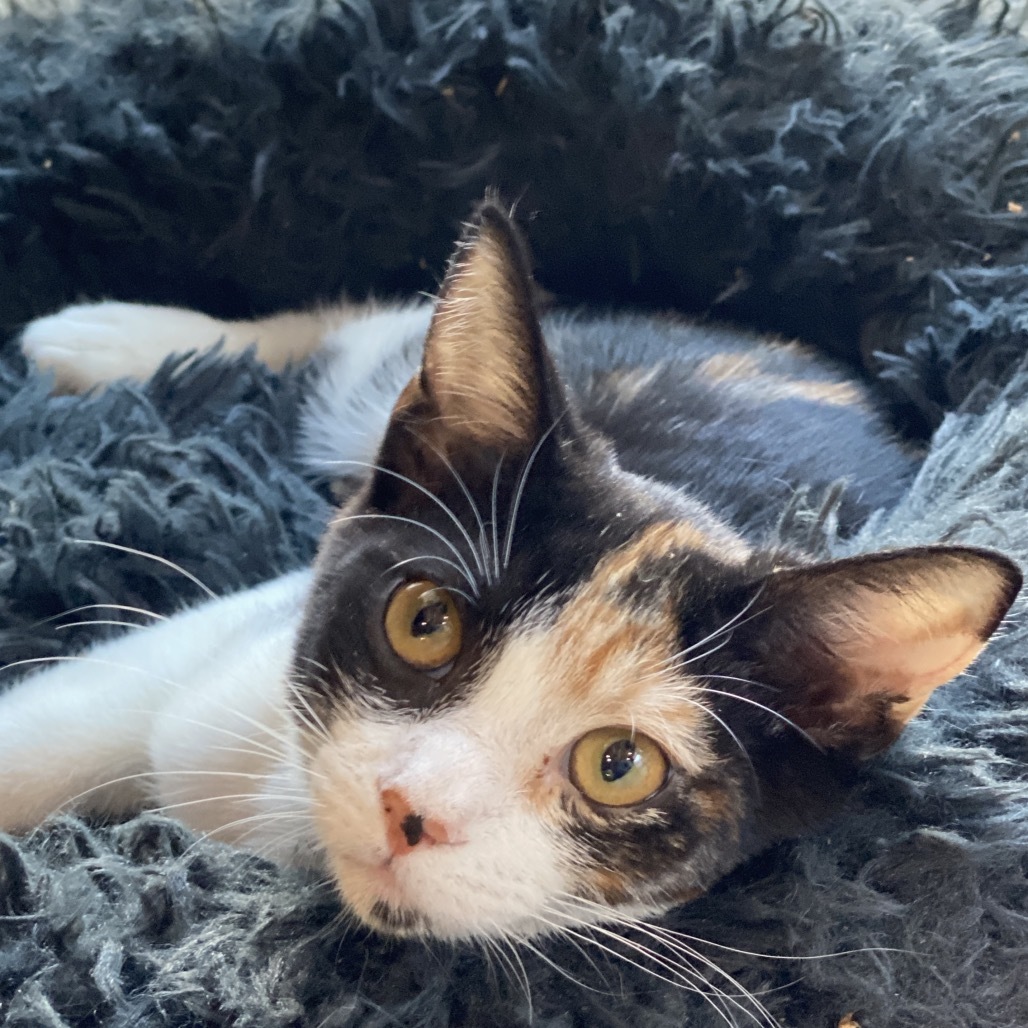 Gretel (C000-350) - Costa Mesa Location