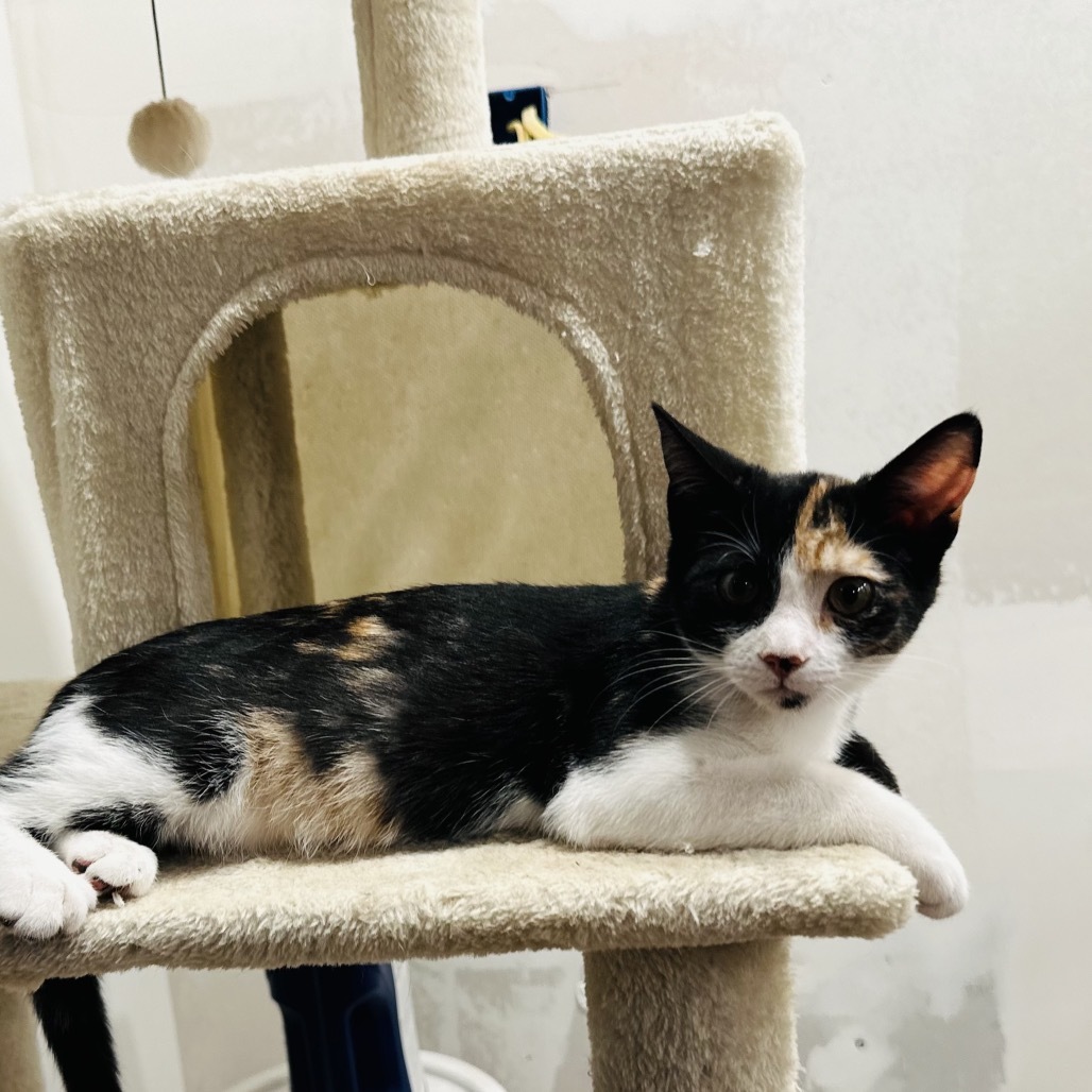 Gretel (C000-350) - Costa Mesa Location