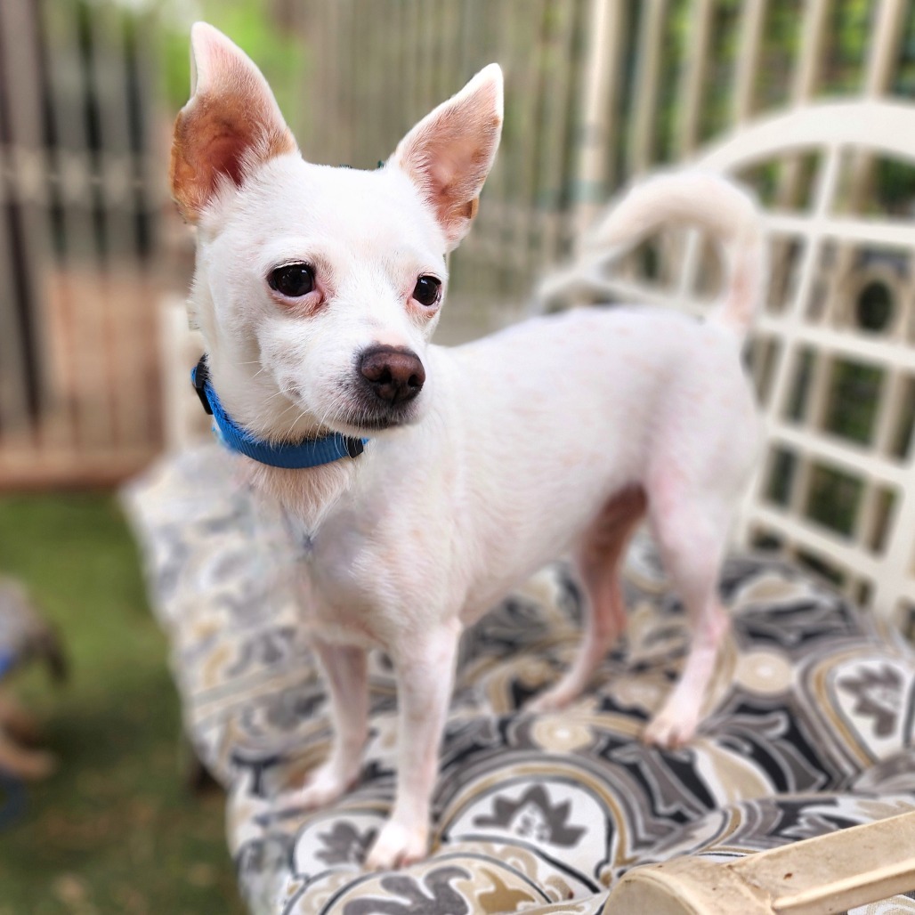 Dorian C000-484- Chino Hills Location