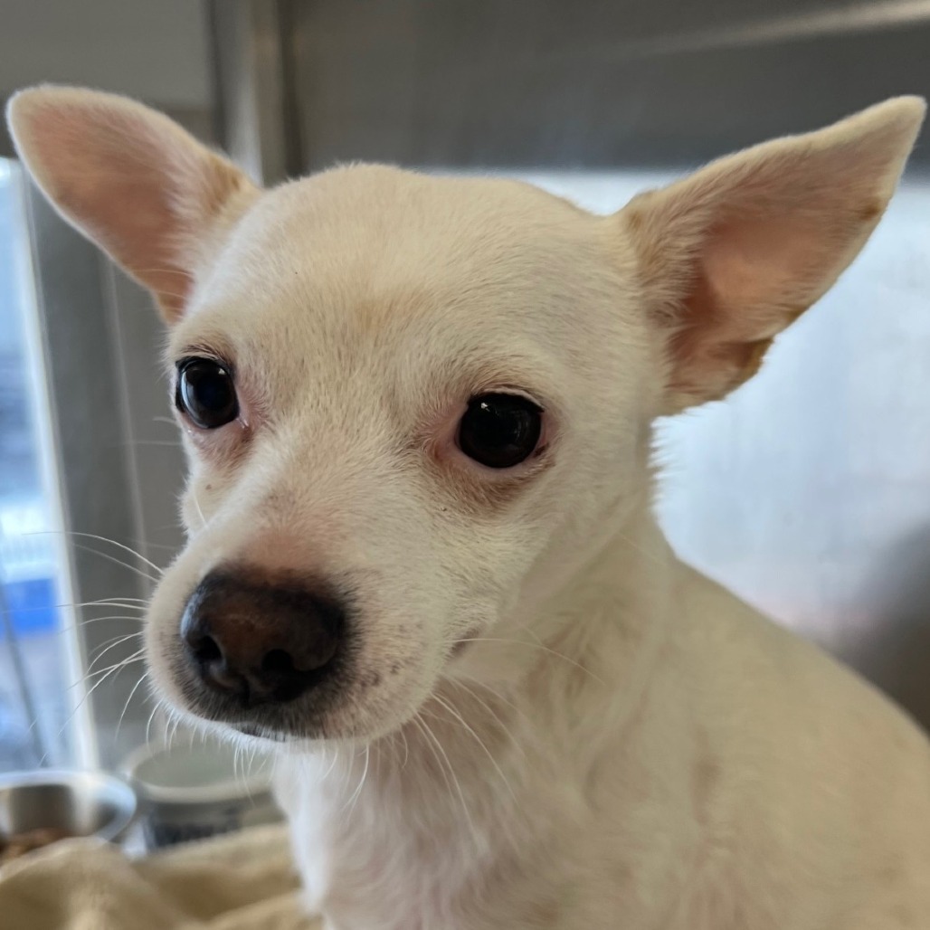 Dorian C000-484- Chino Hills Location