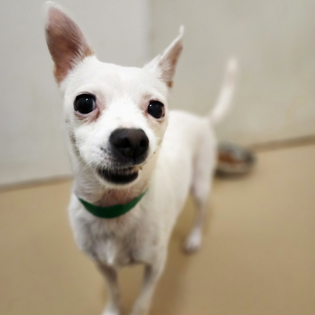 Dorian C000-484- Chino Hills Location