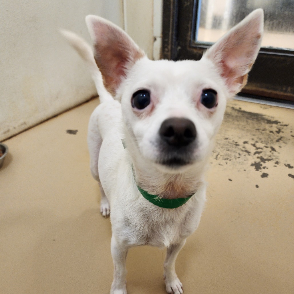 Dorian C000-484- Chino Hills Location