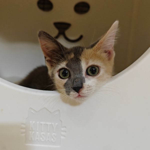 Luna