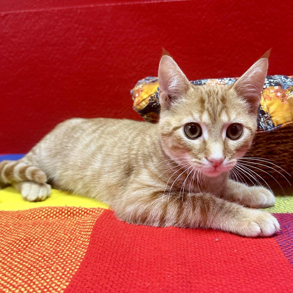 Christopher -Union Petsense