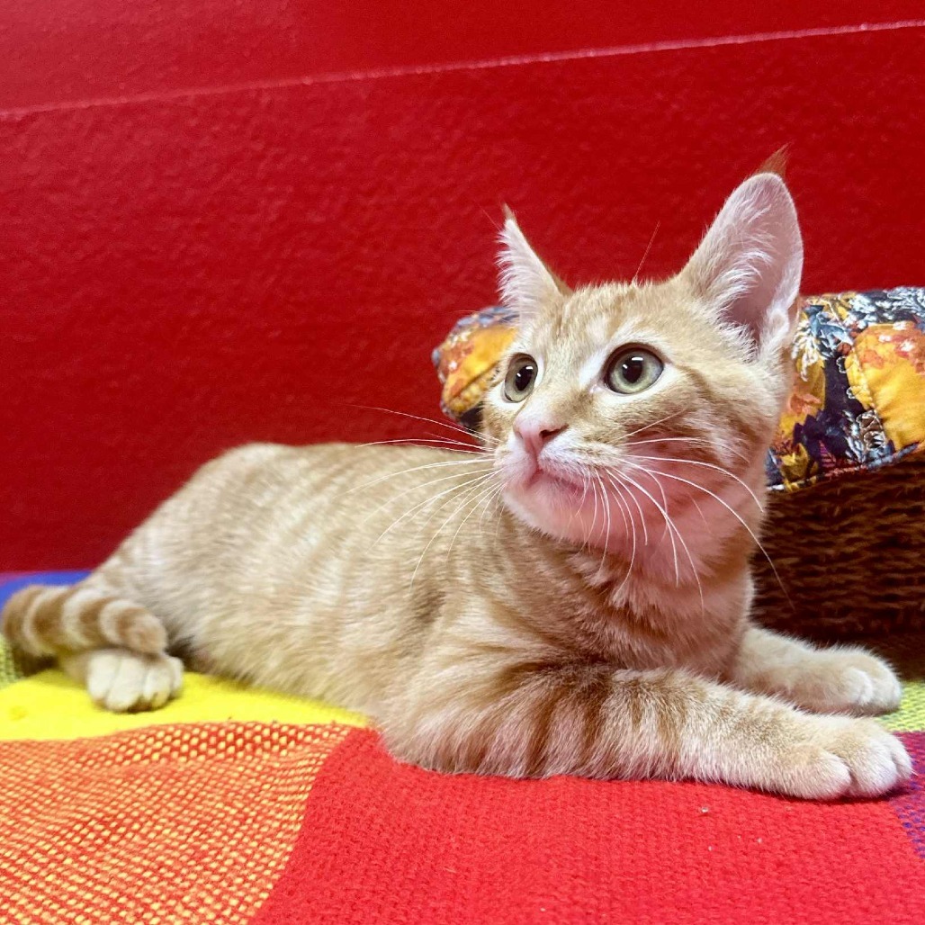 Christopher -Union Petsense
