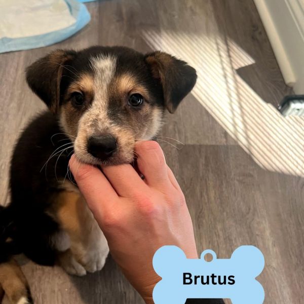 Brutus