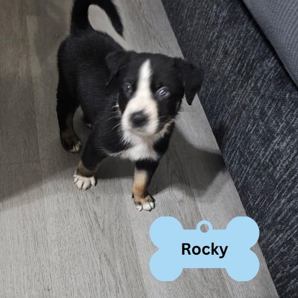 Rocky