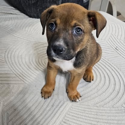 Stella