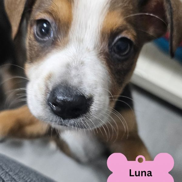 Luna
