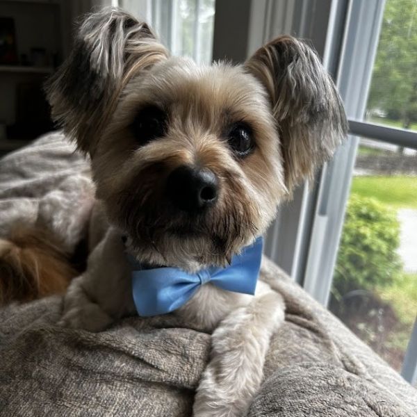 Teddy