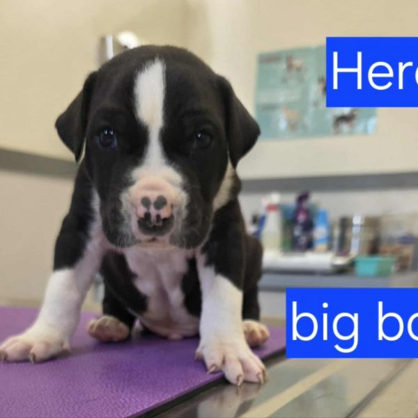 Herc