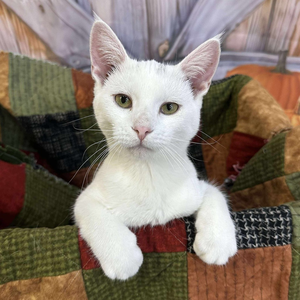 Dove, an adoptable Domestic Short Hair in Calgary, AB, T3C 1W4 | Photo Image 1