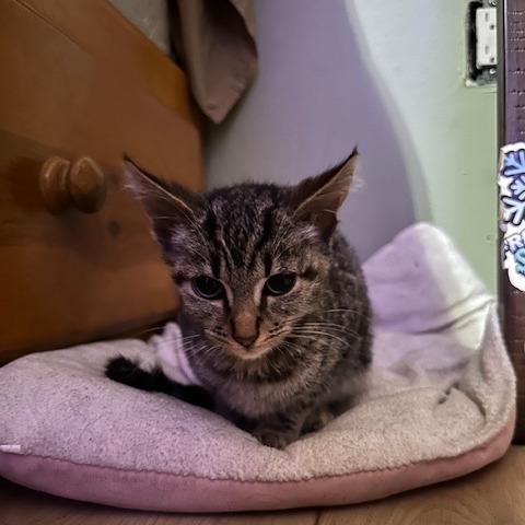 Juno