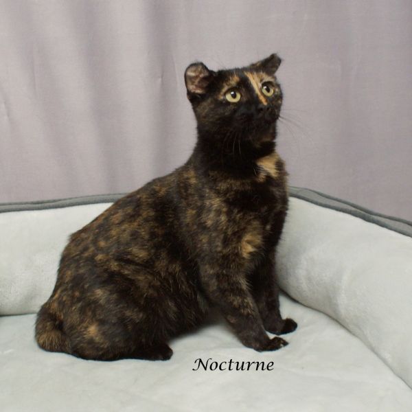 Nocturne C-
