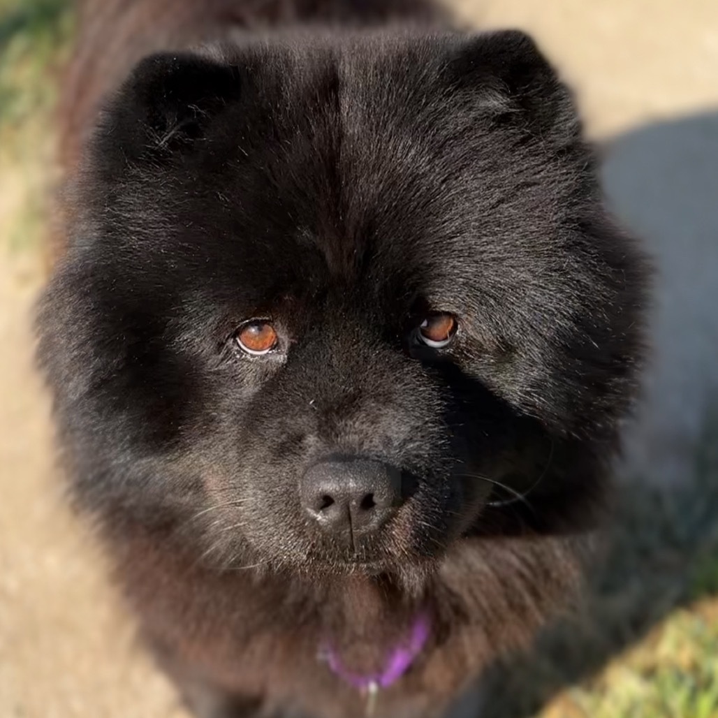 Koco