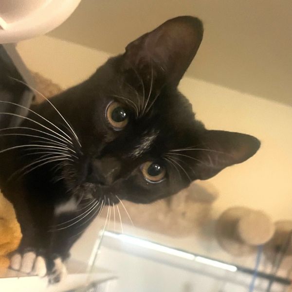 Archie