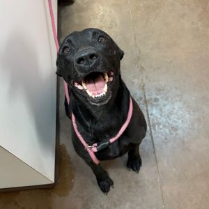 Jack - Handsome, Playful Guy!