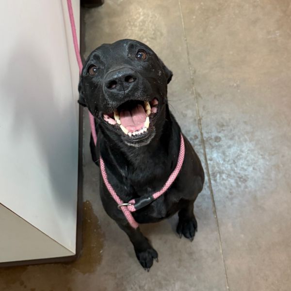 Jack - Handsome, Playful Guy!