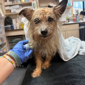 Bojangles - Old Man Alert!