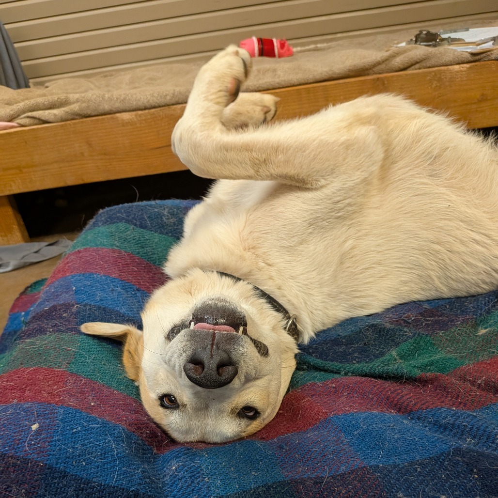 Mouse -needs home w/ another dog!
