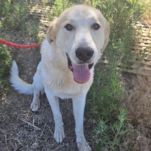 Mouse -needs home w/ another dog!