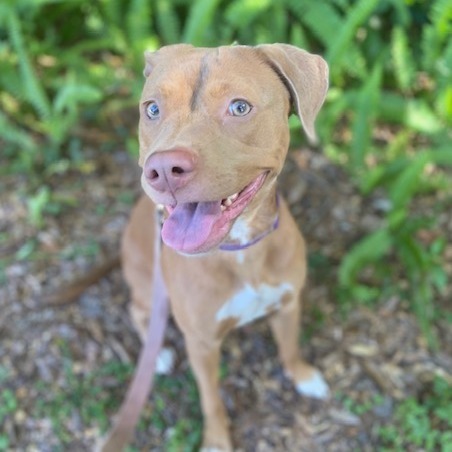 Nala