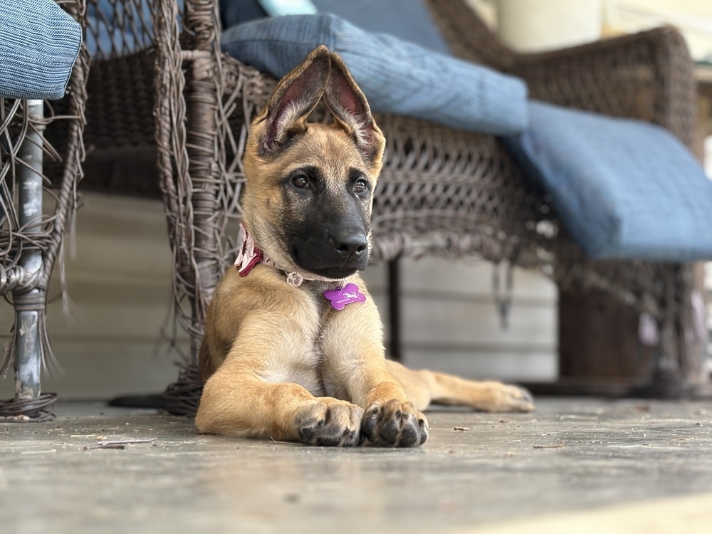 Pebbles - located in Georgia
