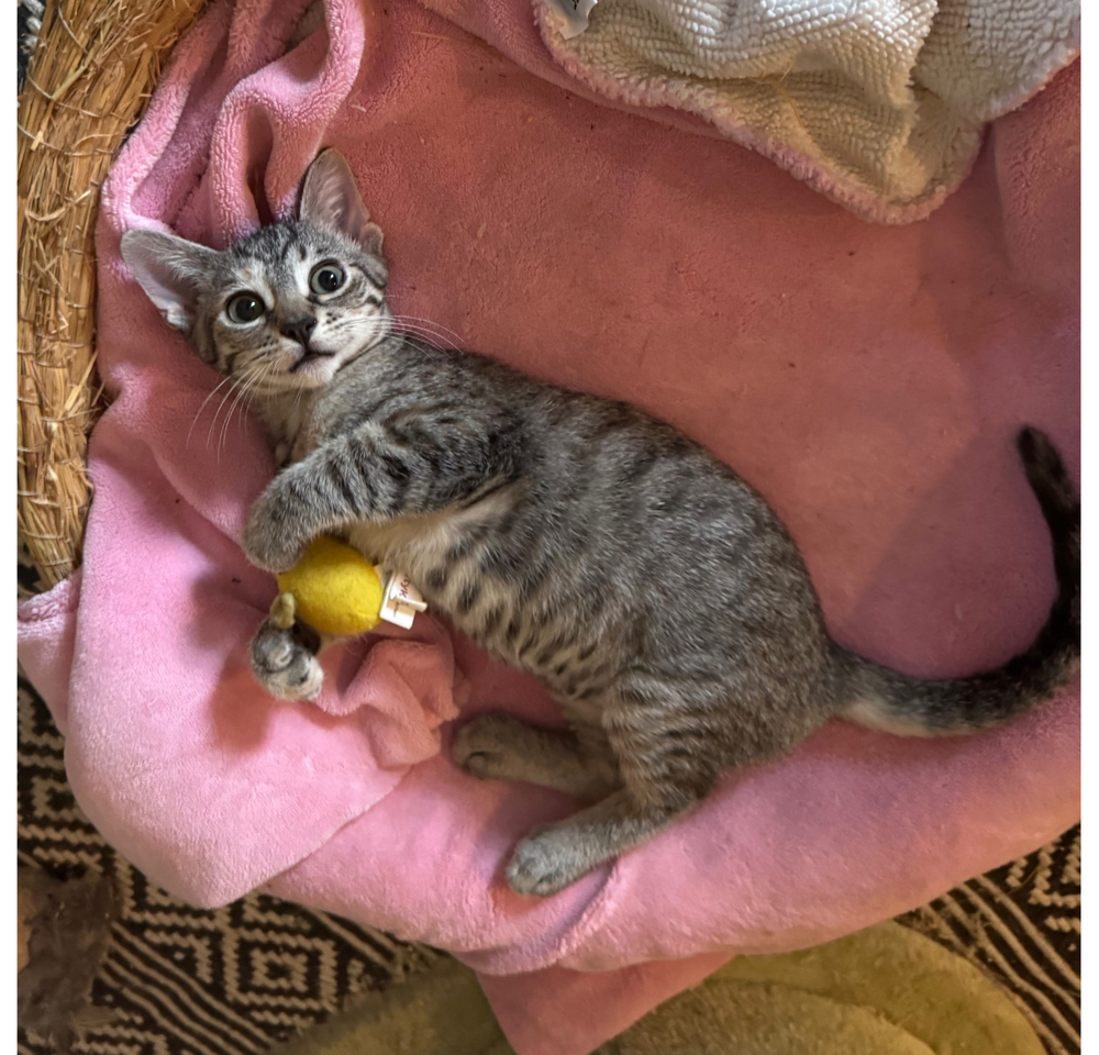Tara