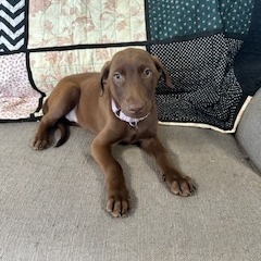 Frida