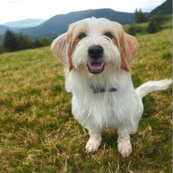Elliott