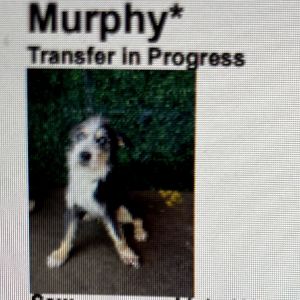 Murphy