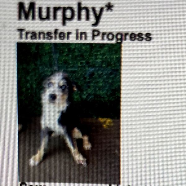 Murphy